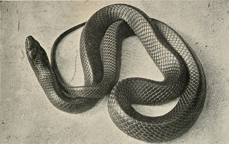 Eastern indio snake