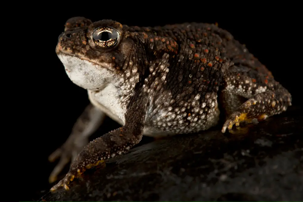 oak toad