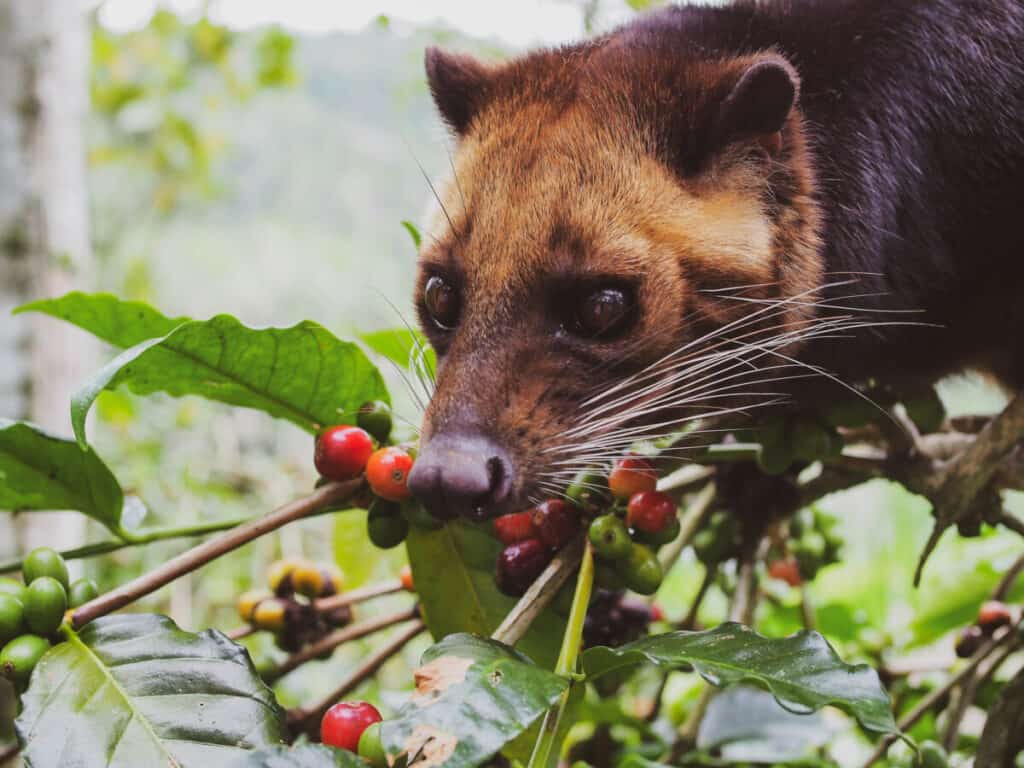Asian Palm Civet - animal who produce coffee Kopi luwak