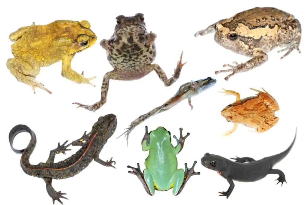 wild animal collection amphibian toad frog and salamander