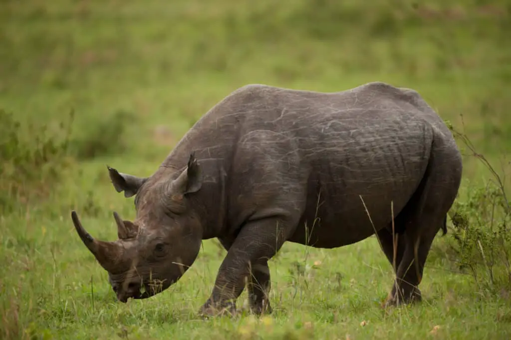 Black rhinoceros in Masai Mara National Park in Kenya