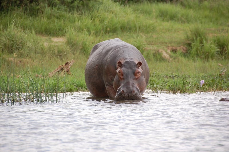 Hippo Behavior