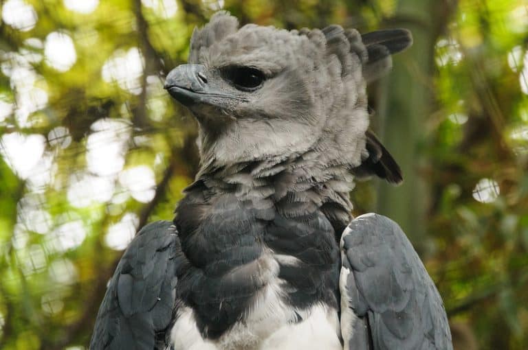 10 Largest Birds Of South America - Worldwide Nature