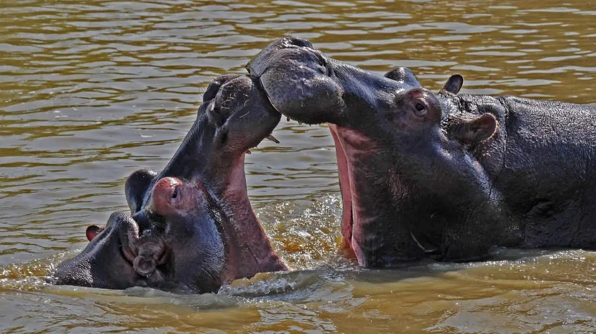 Why Do Hippos Grow So Big?