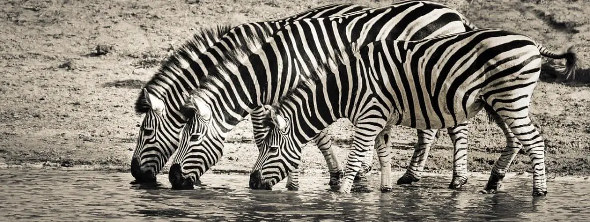 Where Do Zebras Live?
