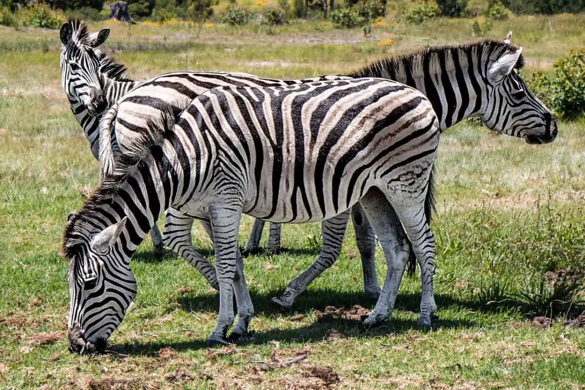 Are Zebras Social Animals?