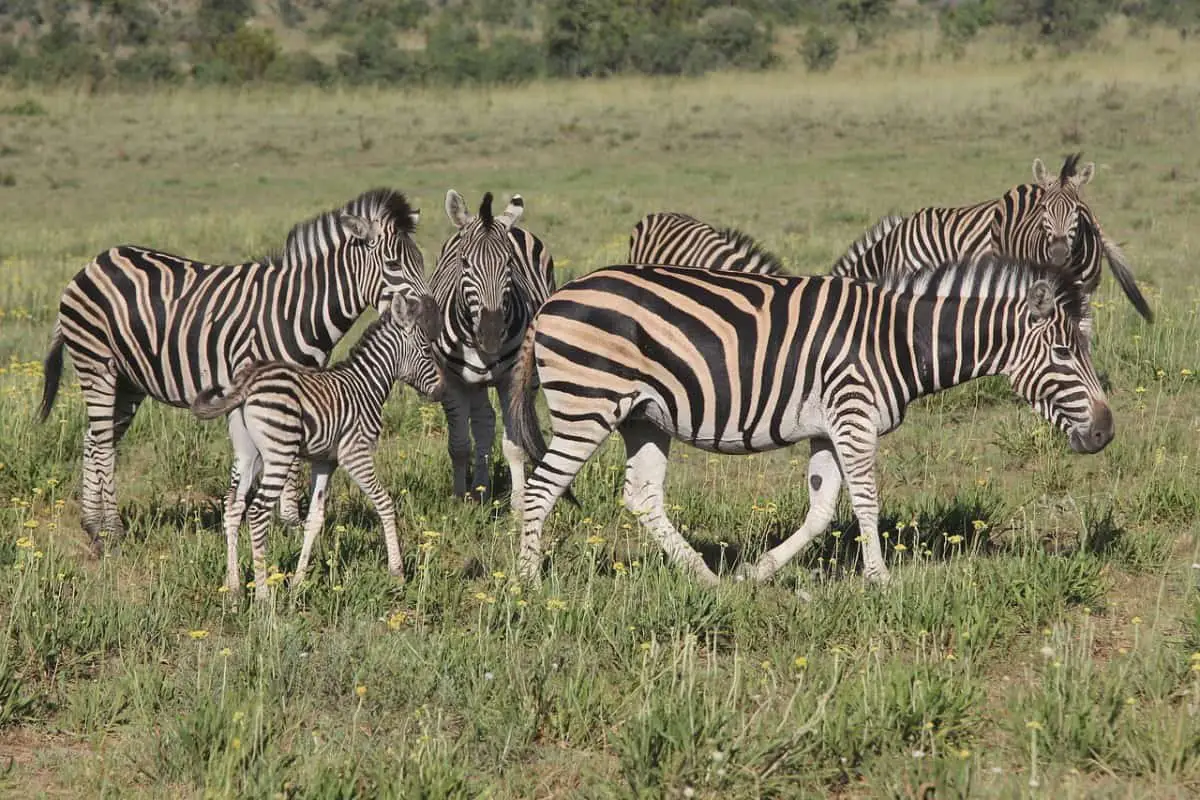Why Do Zebras Kill Foals?