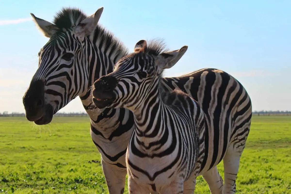 9 Differences Between A Zebra And A Horse