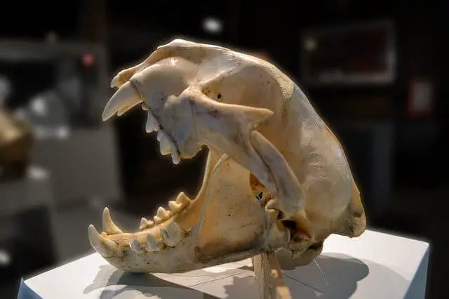 Puma skull