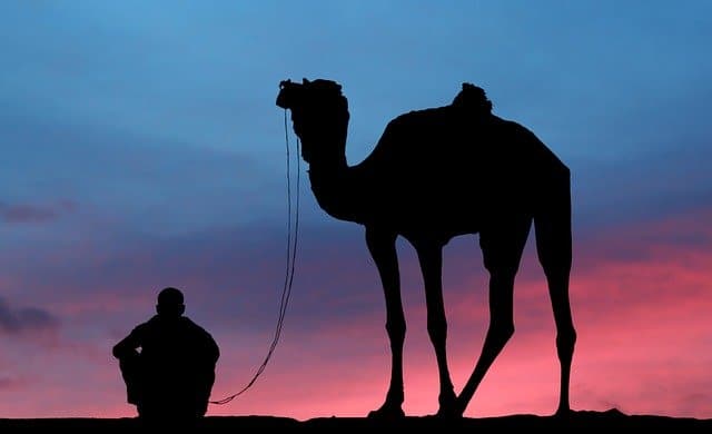 Why Are Camels Used In The Desert? – Worldwide Nature