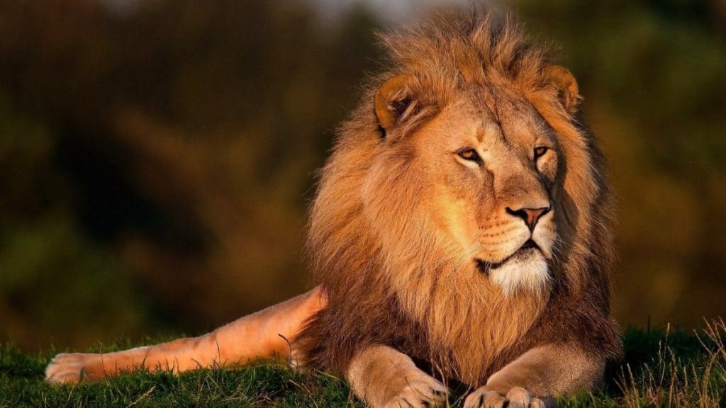 Why Are Lions Called The Kings Of The Jungle? - Worldwide Nature