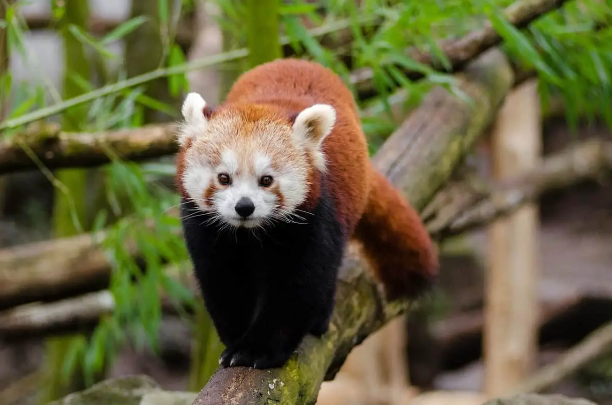 What Do Red Pandas Eat?