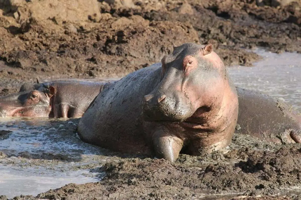 What Do Hippos Eat?