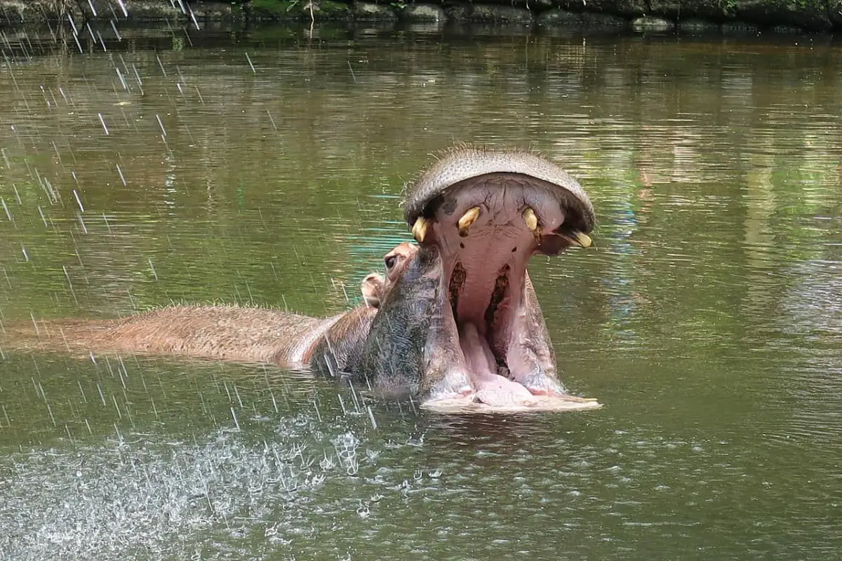 Can A Person Outrun Or Outswim A Hippo?