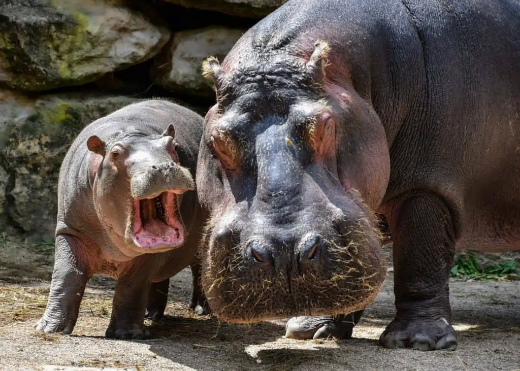 hippo