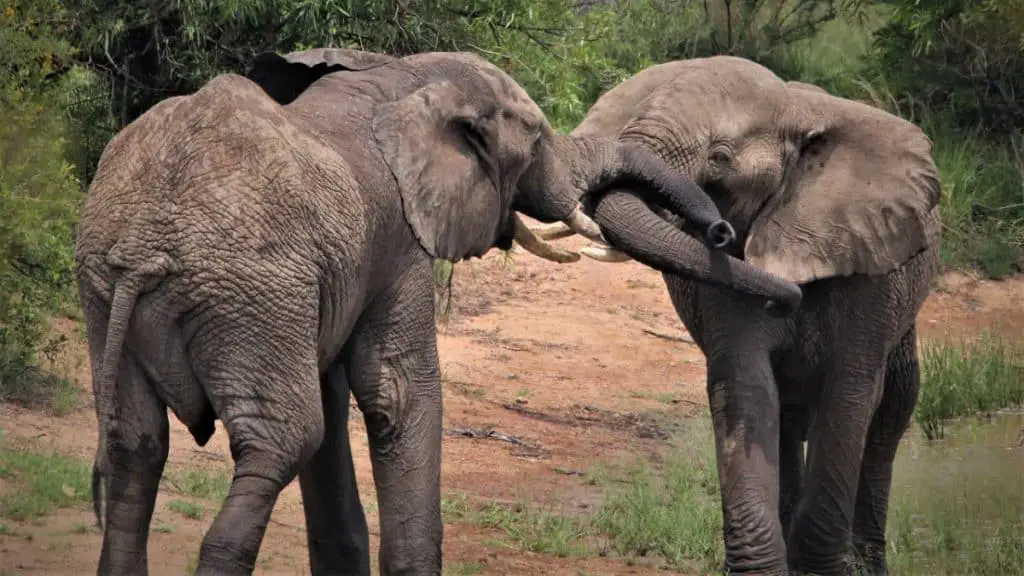 Elephant courtship
