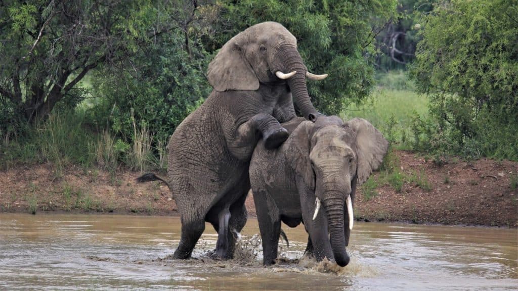 Elephant mating
