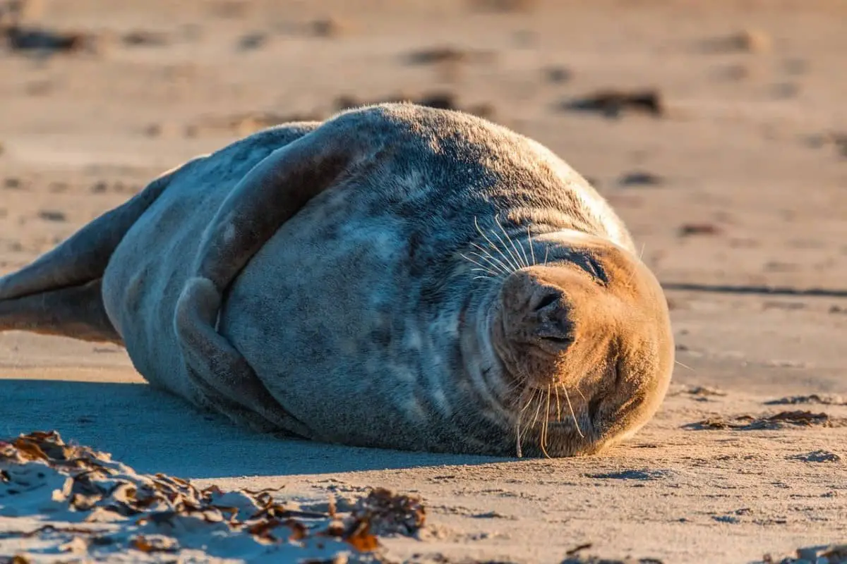 Why Are Seals Semi-Aquatic Mammals?