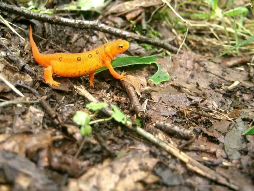 Colourful newt