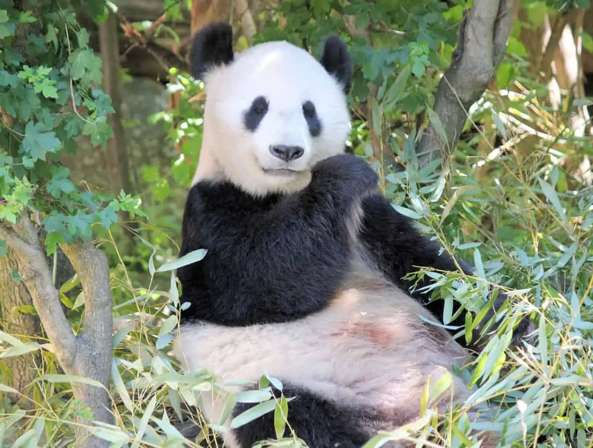 Reproduction In Giant Pandas