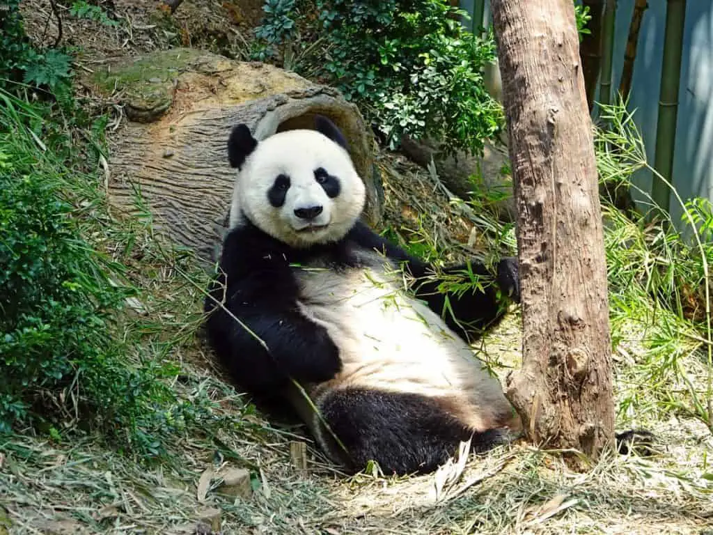 Physical Characteristics Of Giant Pandas - Worldwide Nature