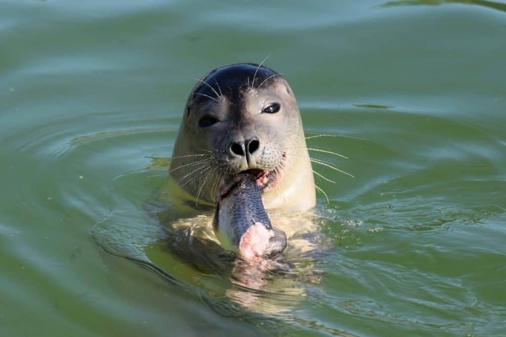 Seal eating
