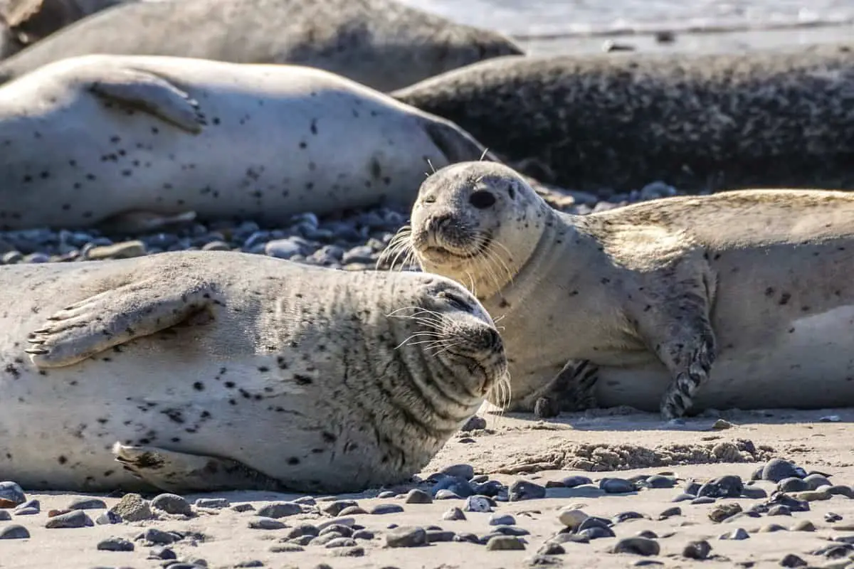 Social Behavior In Seals