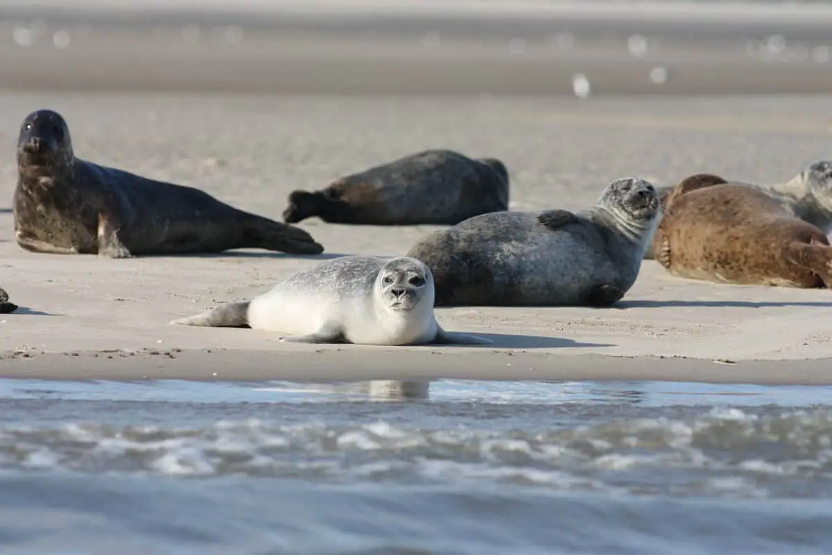 How Seals Breastfeed