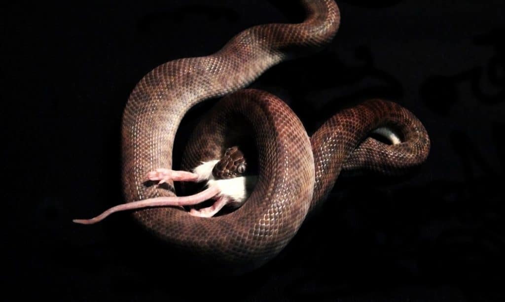 The Three Ways That Snakes Kill Their Prey Worldwide Nature