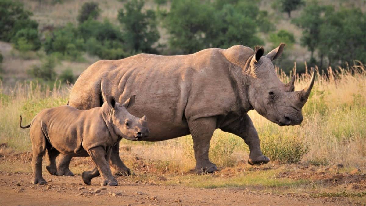 How Do Rhinos Communicate?