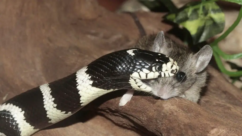 Photo of snake biting mouse
