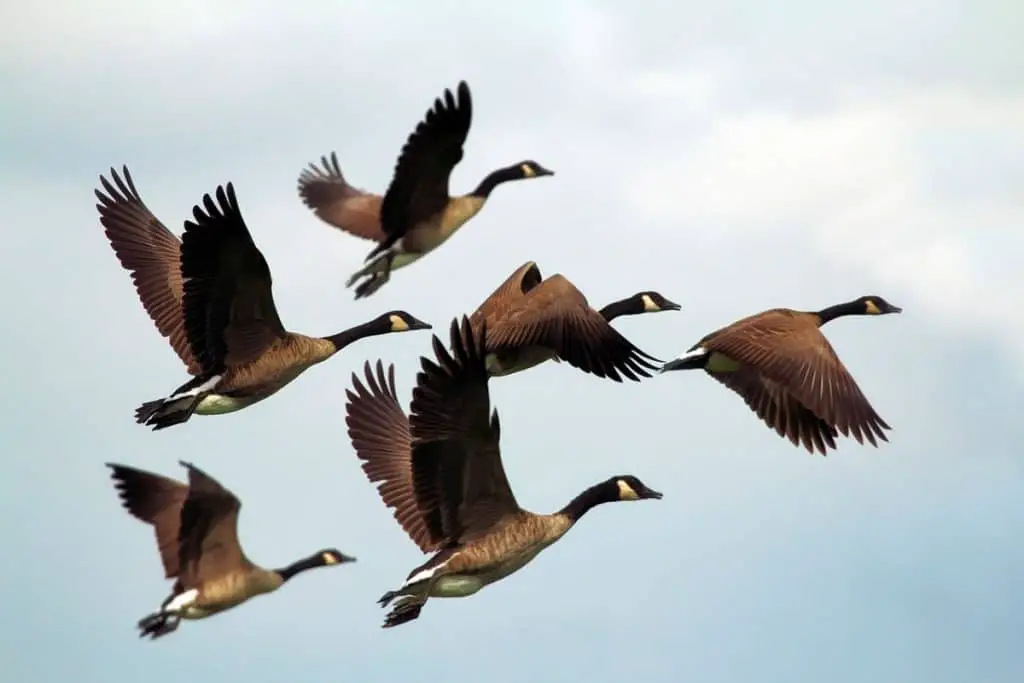 Photo of geese flying