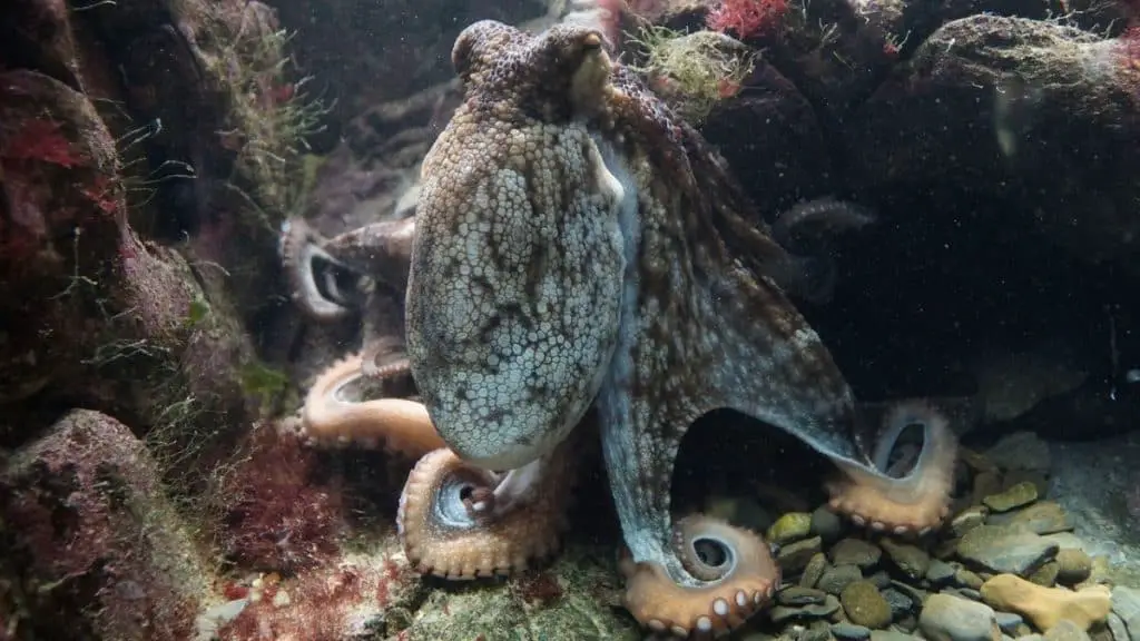 Photo of octopus
