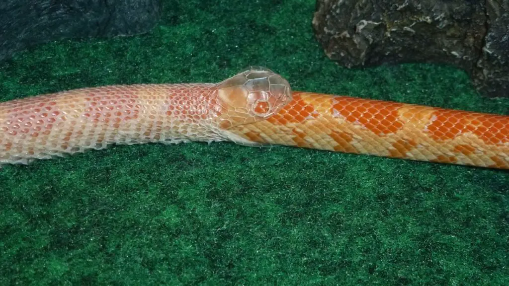 Photo of snake skin