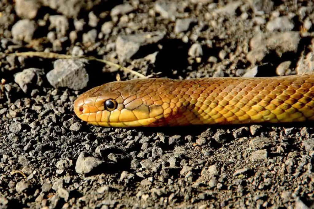 Photo of snake