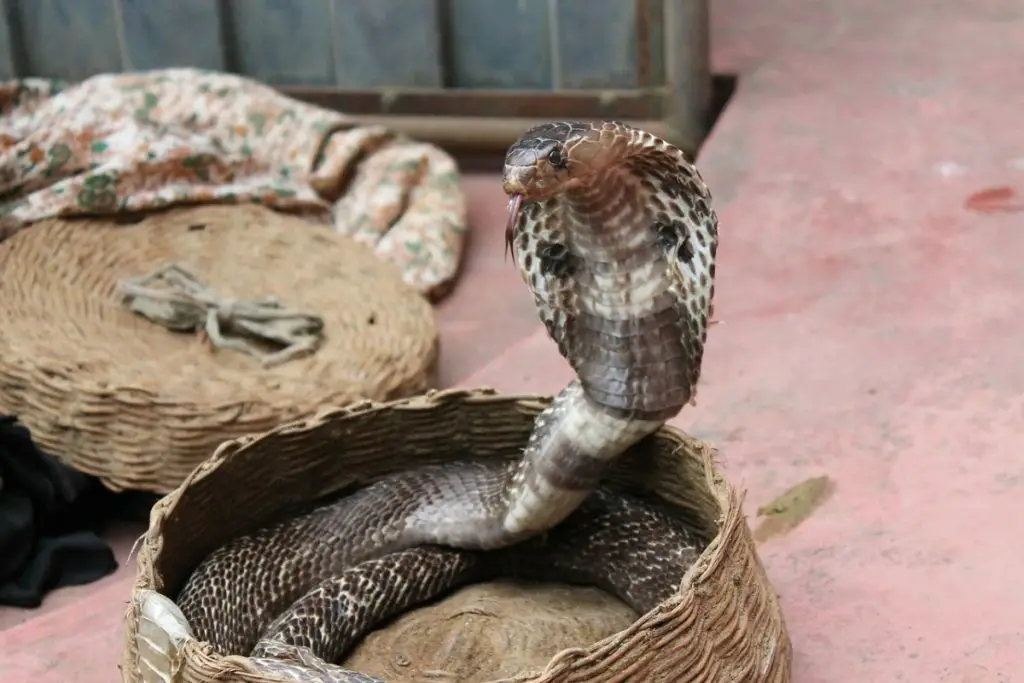 Photo of cobra