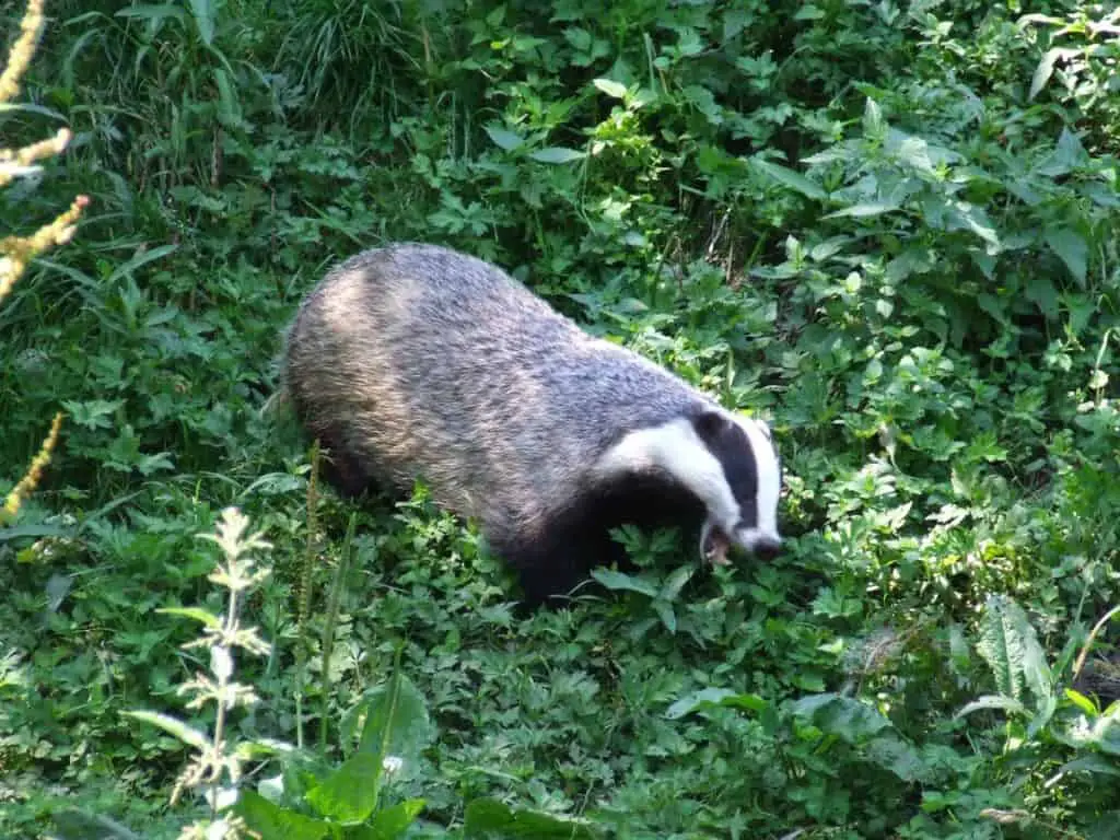 what-do-badgers-eat-worldwide-nature