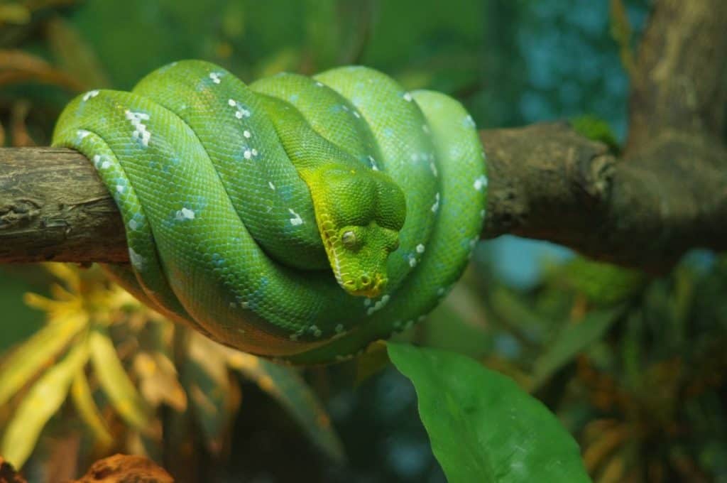 How Do Snakes Defend Themselves? – Worldwide Nature