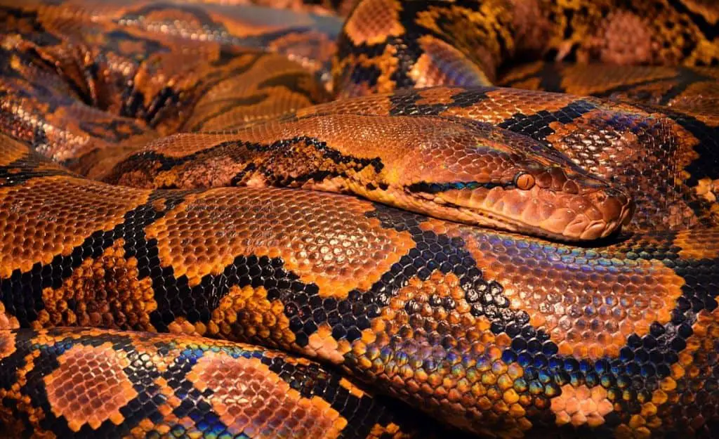 Why Do Snakes Have Different Colors? – Worldwide Nature