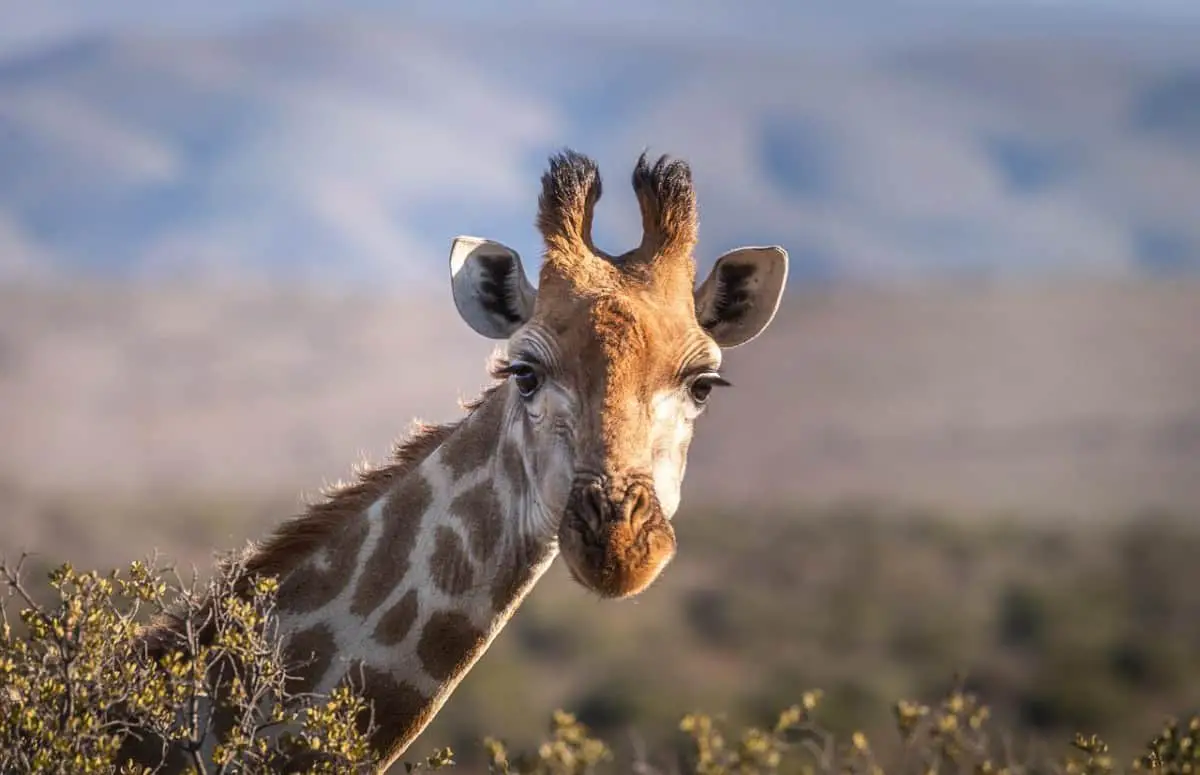 How Good Are A Giraffe’s Senses?