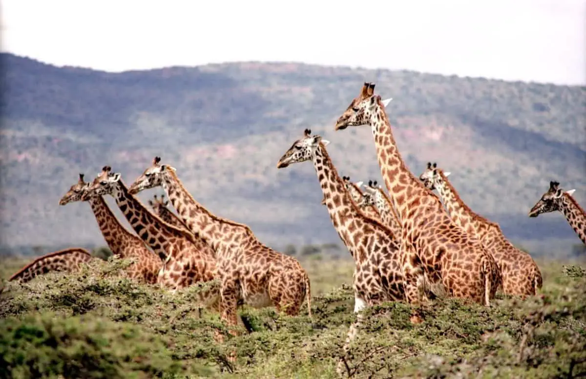 How Do Giraffes Defend Themselves?
