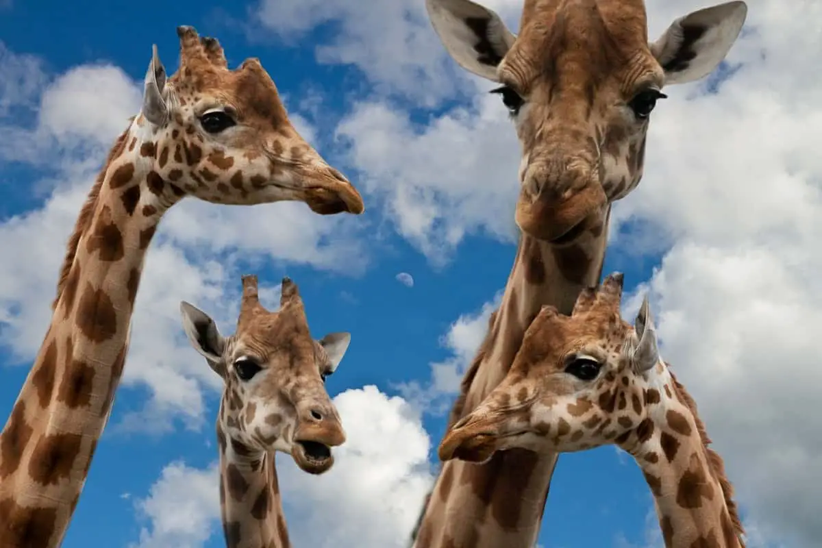 How Do Giraffes Defend Themselves? - Worldwide Nature