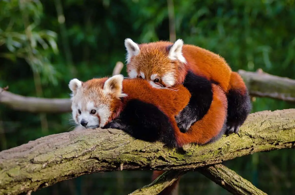 Are Red Pandas Dangerous?