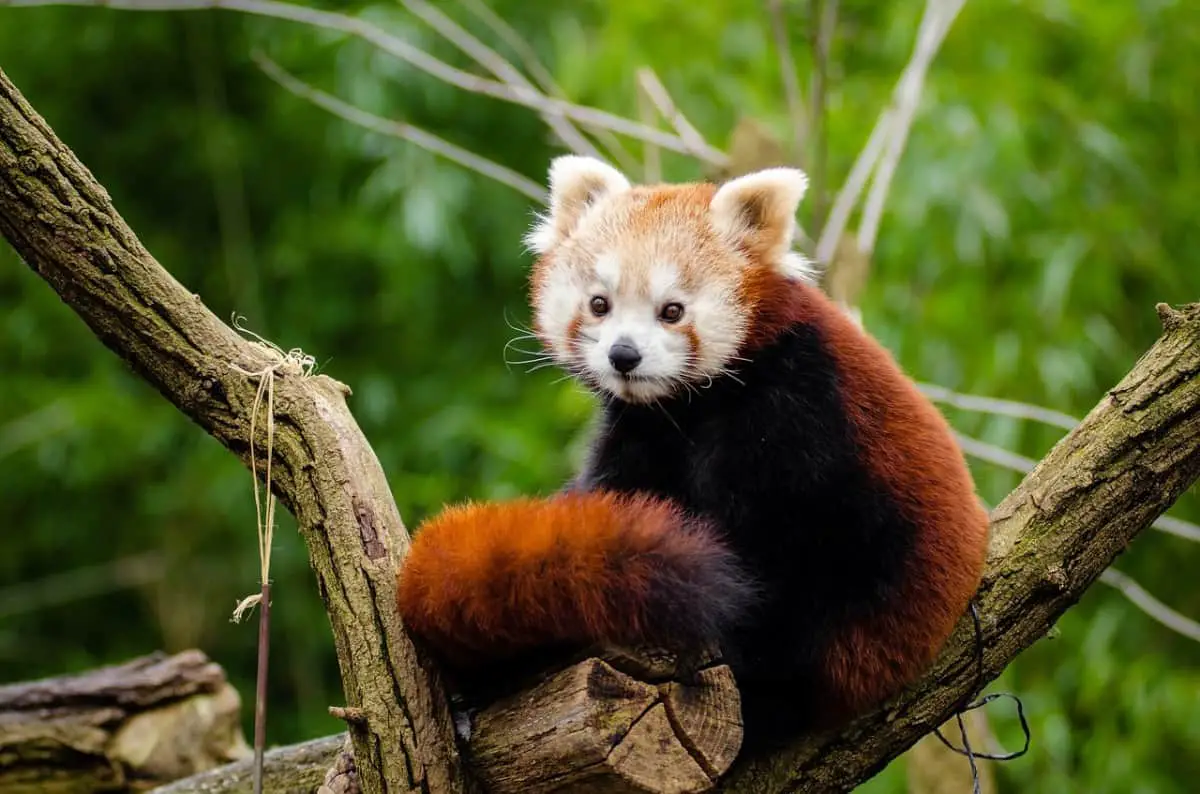 What Are The Predators Of Red Pandas?