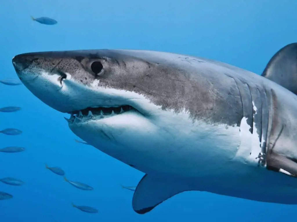 Photo of Great white shark