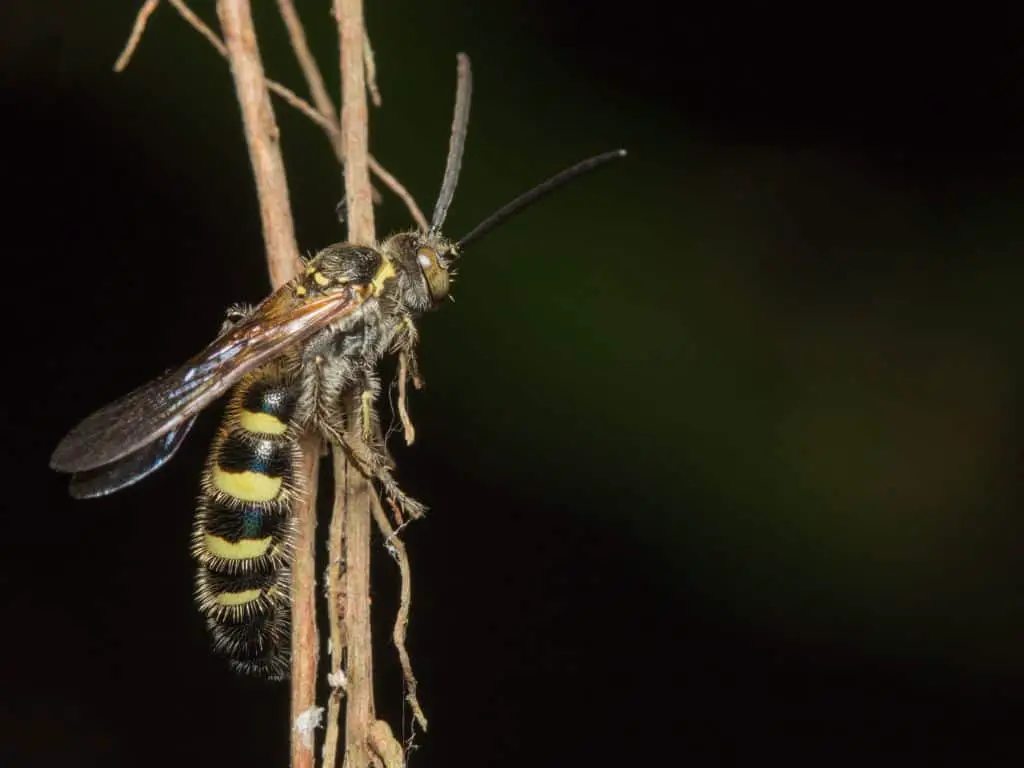Photo of digger wasp