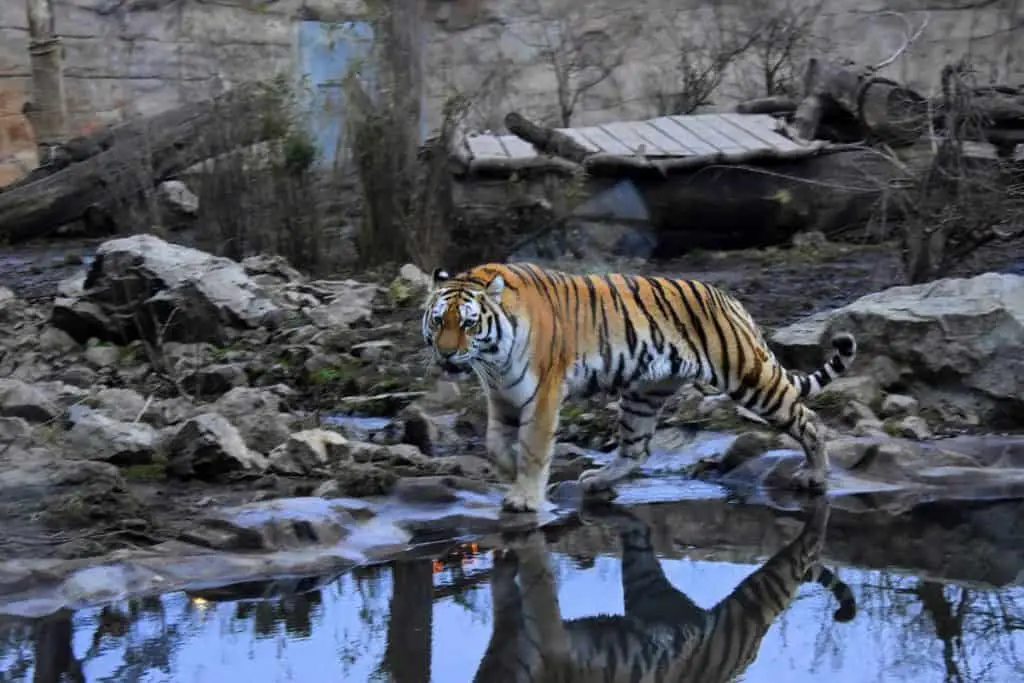 Photo of Indian tiger
