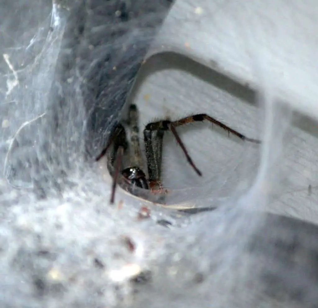 Photo of spider web