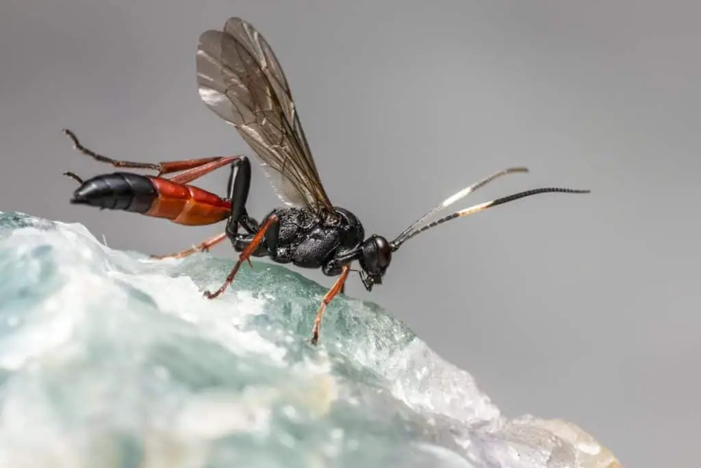 Photo of ichneumon wasp