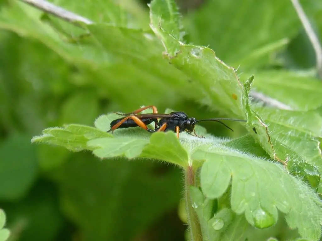 Photo of wasp